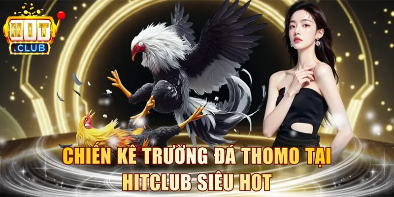 Chiến kê trường đá Thomo tại HITCLUB siêu hot