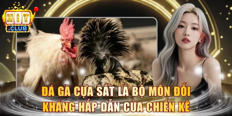 Đá gà cựa sắt là bộ môn đối kháng hấp dẫn của chiến kê