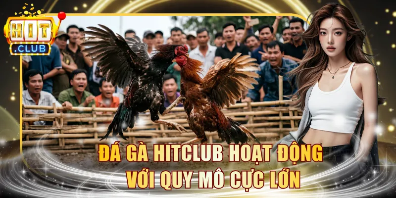 Đá gà HITCLUB hoạt động với quy mô cực lớn