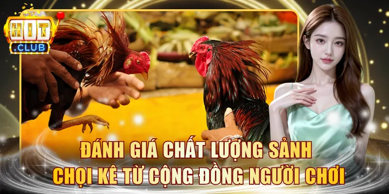 Đánh giá chất lượng sảnh chọi kê từ cộng đồng người chơi