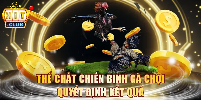 Thể chất chiến binh gà chọi quyết định kết quả